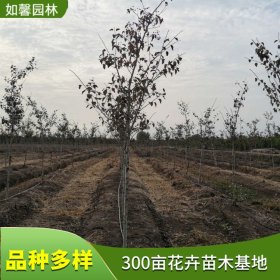 苗圃新优品种出售山楂 冬季王庭院种植观赏树道路园林绿化风景树