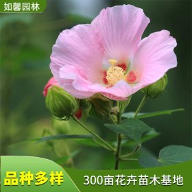 出售木芙蓉苗 花色丰富 公园别墅景观绿化花卉