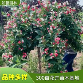 如馨园林出售直径4-5公分乔木五彩锦带树 景区色块种植树