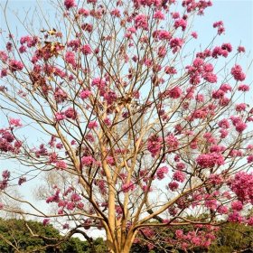 红花风铃木 米径3-30公分丛生移植树 庭荫行道绿化种植庭院公园种植