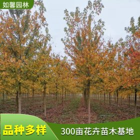 苗圃新优品种出售银皮槭 银枫庭院别墅风景树园林绿化工程苗木