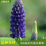 基地出售魯冰花 花壇盆栽 羽扇豆 園林綠化工程觀賞花卉