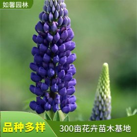 基地出售鲁冰花 花坛盆栽 羽扇豆 园林绿化工程观赏花卉