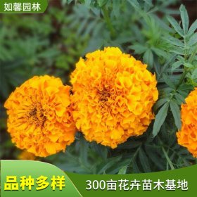 基地出售园林绿化花卉万寿菊 花坛花镜花丛点缀