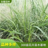 出售丽色画眉草 园林水生绿化草 花坛花镜配植材料