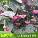 如馨園林出售 非洲芙蓉樹小苗 花鏡花壇造景工程苗 吊芙蓉