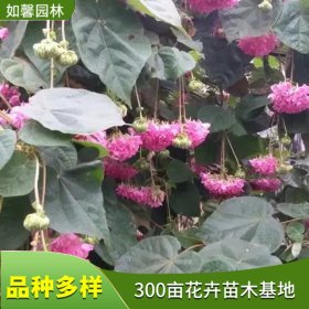 如馨园林出售 非洲芙蓉树小苗 花镜花坛造景工程苗 吊芙蓉