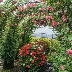 苗圃出售花瓶型月季 心形造形花卉 园林观赏性栽植苗木