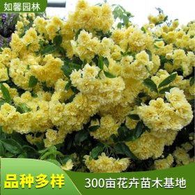 棚架材料黄木香花 花架崖壁垂直绿化材料 可作盆栽切花