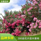 基地出售夹竹桃 花坛绿化切花材料 园林庭院观赏植物