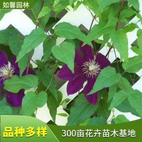 苗圃出售 铁线莲 庭院种植观赏花卉花镜切花材料四季常绿