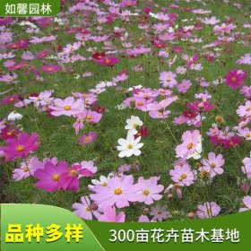 花海造景草本植物波斯菊 多年生宿根花卉 花镜花坛布置