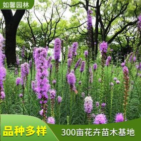 多年生草本植物蛇鞭菊 耐寒耐热 园林绿化 花坛花镜庭院绿植