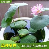 供应水培植物碗莲 河道管理 水域绿化观赏水生植物