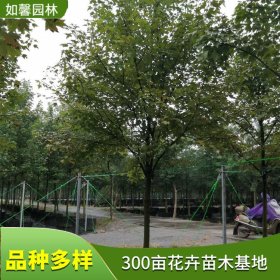 苗圃新优品种出售红花槭 秋之火 太阳谷规格齐全园林绿化风景树