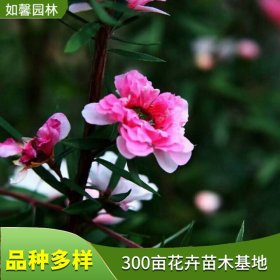 松红梅小苗 花坛花镜灌丛造景配植苗 小区别墅绿化工程苗