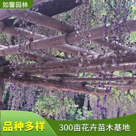 藤本植物牛岛紫藤 花海景观观赏花卉 庭院棚架绿化