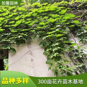 墙体攀援植物三叶地锦 假山围墙垂直绿化 高层建筑物美化