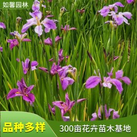 园林景观造景植物玉蝉花 湿地公园绿化 切花材料