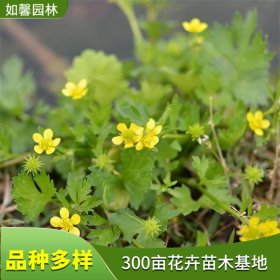 苗圃出售多年生草本植物毛茛 小区别墅庭院园林绿化苗木