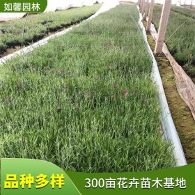 大量供应晨光芒 园林景观绿化观赏草 造纸原料