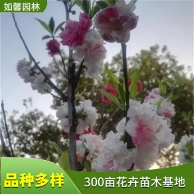 小区绿化工程花木洒金碧桃 色彩丰富 公园行道观赏苗木