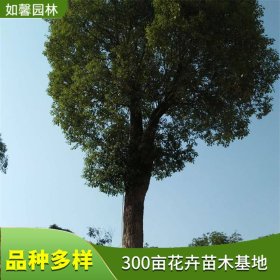 基地出售香樟树苗 四季常绿 园林绿化行道树 工厂绿化材料