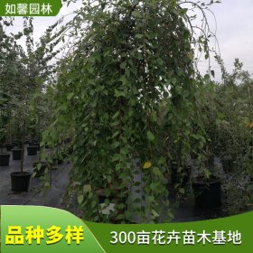 苗圃新优品种出售垂枝河桦 垂枝桦 风景行道树园林绿化工程苗木