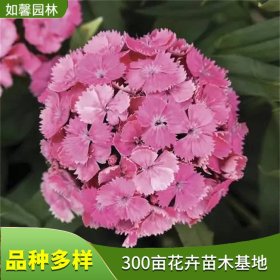 基地出售杂交石竹 多年生宿根花卉 花海绿化草花