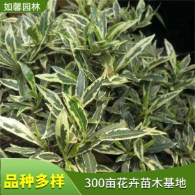 出售花叶栀子花 40-60cm高袋苗 庭院园林盆栽观赏绿化苗