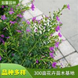 出售細葉萼距花 庭院綠籬 花壇花鏡布置 紫花滿天星