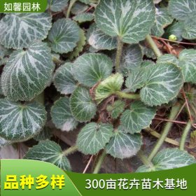 大量供应虎耳草 多年生庭院阳台植物 适应性强