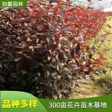 基地供應密枝紅葉李籬 園林綠化 花壇花鏡觀賞彩葉苗木