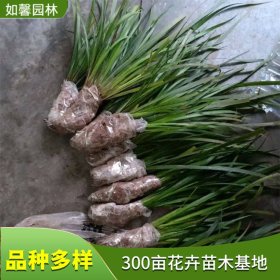 苗圃出售多年生草本植物石菖蒲 湿地水体绿化观赏草