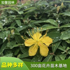 供应金丝桃 庭院小区公园色块绿篱苗 盆景种植材料