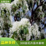 苗圃出售 流苏树 道路园林绿化风景行道树花镜切花材料