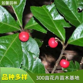 苗圃供应地被植物紫金牛 果色鲜艳 盆栽观赏园林绿化苗