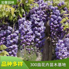 落叶攀援藤本植物八重紫藤 园林棚架墙体观赏绿化花卉