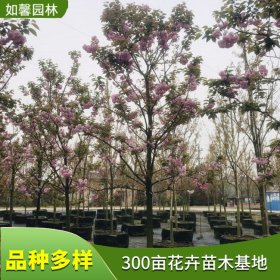 苗圃新优品种出售樱花 关山樱庭院别墅风景行道树园林绿化工程苗