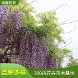 园林棚架墙体绿化苗木罗萨紫藤 藤园规划设计植物