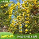 基地出售黃馨室內外盆栽地栽苗 野迎春 公園花壇花鏡觀賞花卉苗木