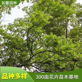 园林出售黄连木 行道工程绿化苗木 防护树风景树