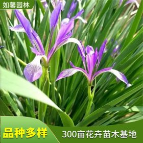 基地供应马兰花 园林绿化观赏花卉 固土护坡植物