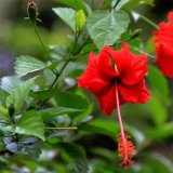 扶桑 佛槿 朱槿 大紅花地被植物 小區(qū)庭院公園綠化植物 觀賞性強(qiáng)