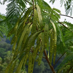 南洋楹 行道风景绿化种植庭荫树 小庭院公园观赏种植 移植苗