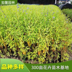 出售金叶莸 公园别墅小区 城市街道绿化开花观赏植物