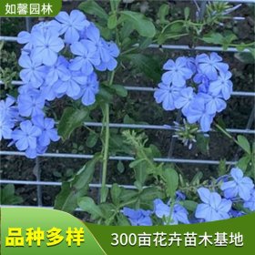 室内外盆栽绿植观赏花卉蓝雪花 园林景观花坛花镜布置