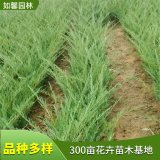 沙地柏小苗 耐旱 庭院公园护坡造林固沙绿化工程苗