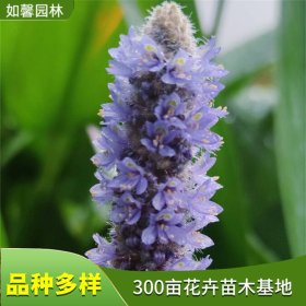 挺生植物梭鱼草 园林美化 河道池塘种植 人工湿地绿化