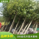 大量出售榉树 庭荫树行道树 耐干旱瘠薄 固土护坡树种